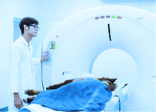 Veterinarian doctor working in MRI