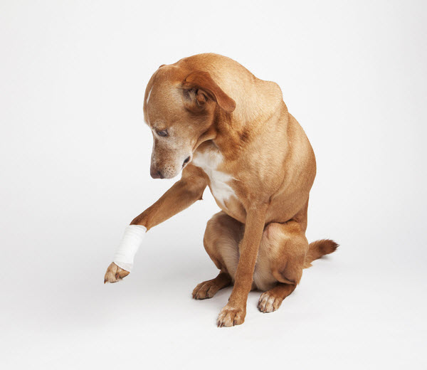 Legs of a Brown dog wrapped with bandage